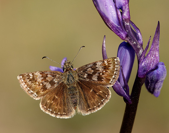 Dingy Skipper Erynnis tages