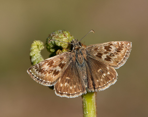 Dingy Skipper Erynnis tages