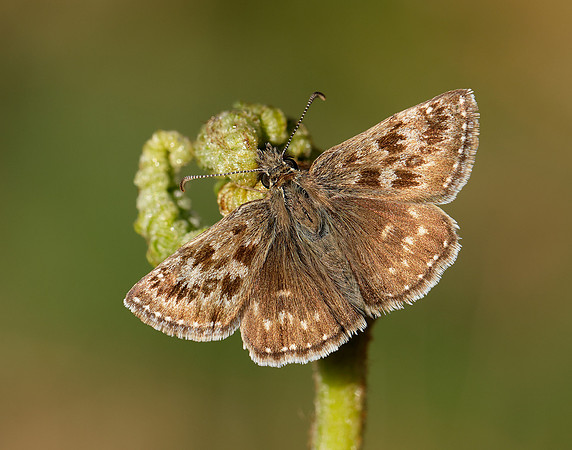 Dingy Skipper Erynnis tages