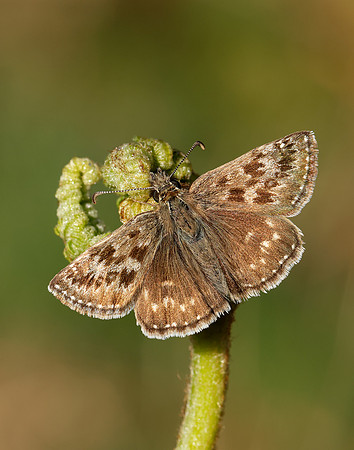 Dingy Skipper Erynnis tages