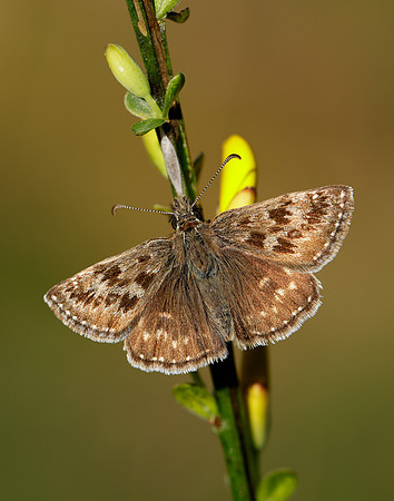 Dingy Skipper Erynnis tages