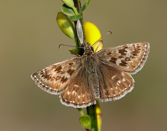 Dingy Skipper Erynnis tages