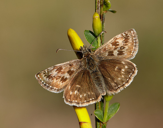 Dingy Skipper Erynnis tages