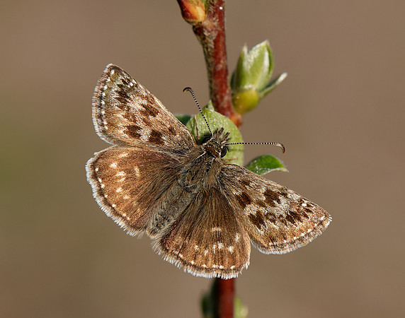 Dingy Skipper Erynnis tages