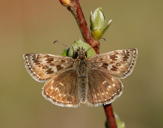 Dingy Skipper Erynnis tages