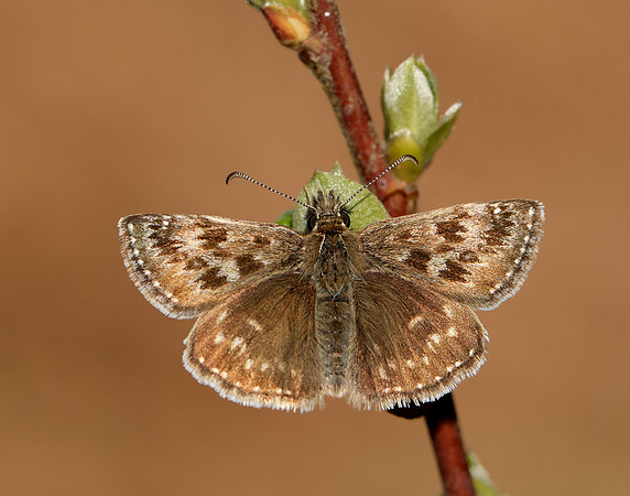 Dingy Skipper Erynnis tages