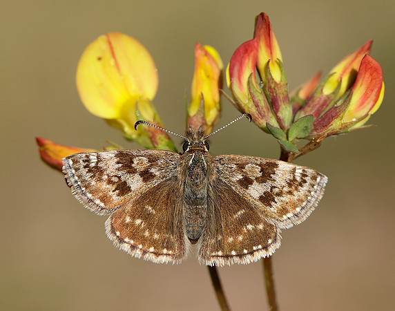 Dingy Skipper Erynnis tages