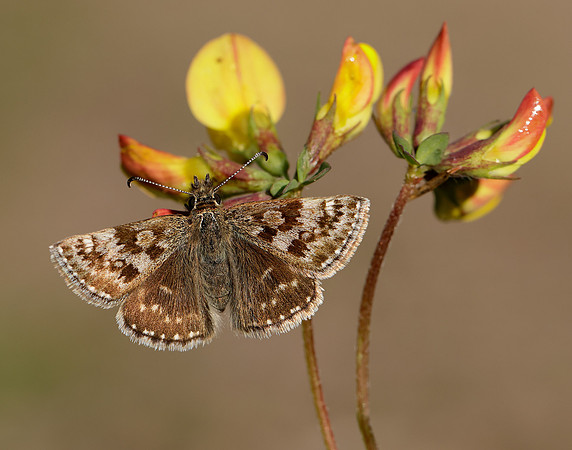 Dingy Skipper Erynnis tages