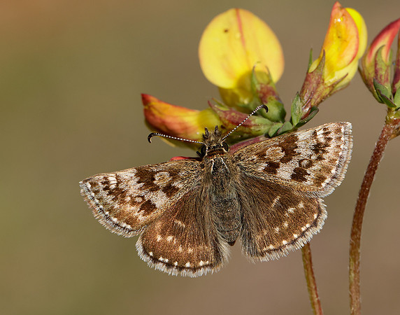 Dingy Skipper Erynnis tages