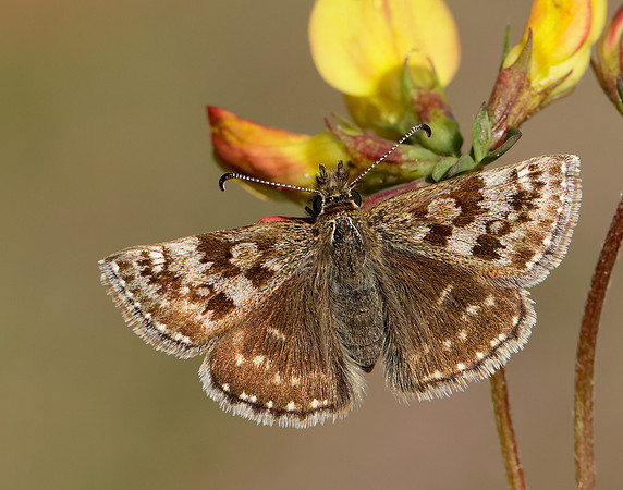 Dingy Skipper Erynnis tages