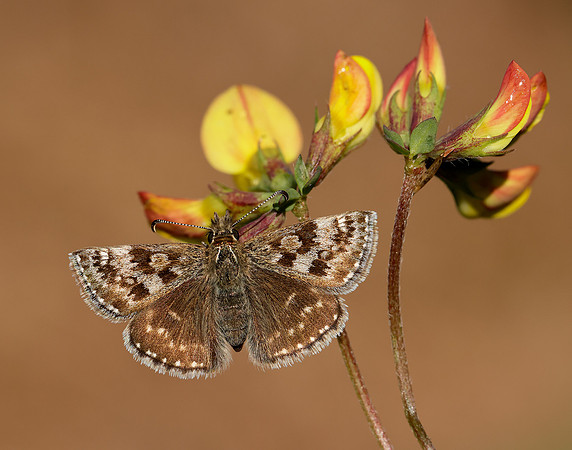 Dingy Skipper Erynnis tages