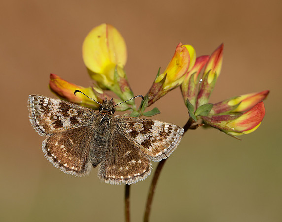 Dingy Skipper Erynnis tages