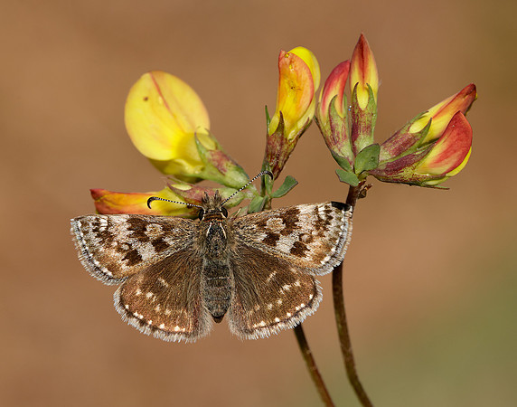 Dingy Skipper Erynnis tages