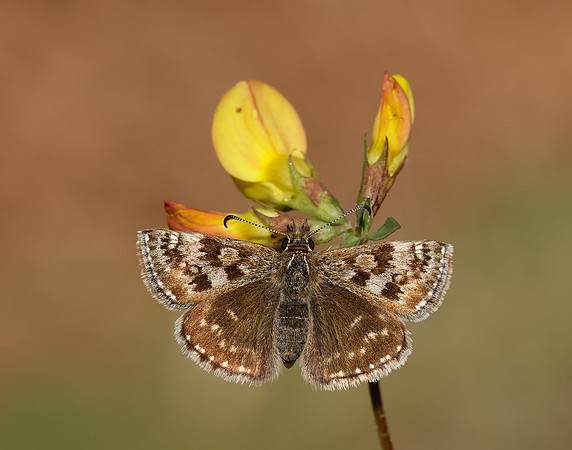 Dingy Skipper Erynnis tages