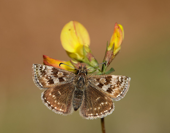 Dingy Skipper Erynnis tages