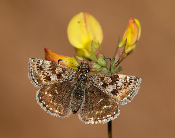 Dingy Skipper Erynnis tages