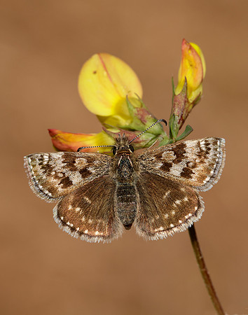 Dingy Skipper Erynnis tages