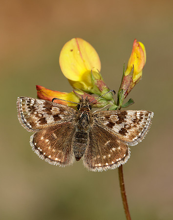 Dingy Skipper Erynnis tages