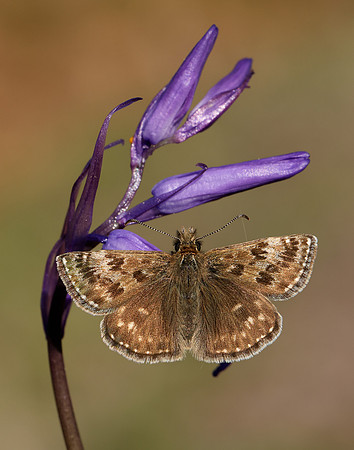 Dingy Skipper Erynnis tages