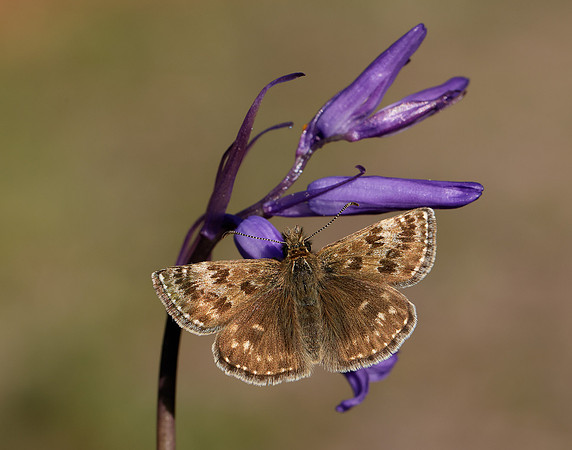Dingy Skipper Erynnis tages
