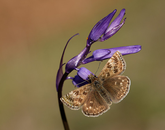 Dingy Skipper Erynnis tages