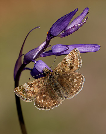 Dingy Skipper Erynnis tages