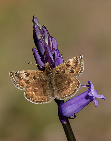 Dingy Skipper Erynnis tages