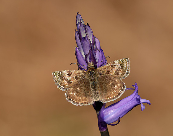 Dingy Skipper Erynnis tages