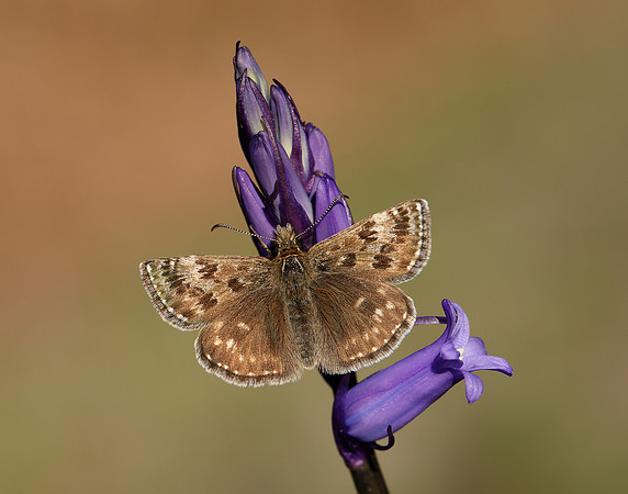 Dingy Skipper Erynnis tages