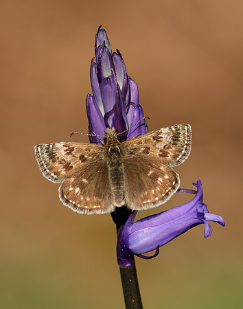 Dingy Skipper Erynnis tages