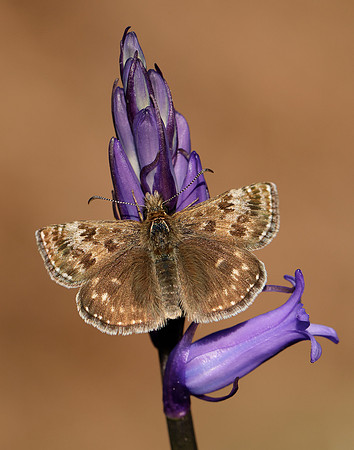 Dingy Skipper Erynnis tages
