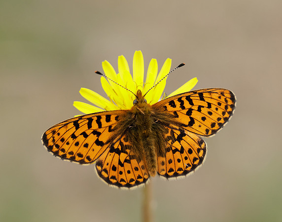 Pearl-Bordered Fritillary Boloria euphrosyne