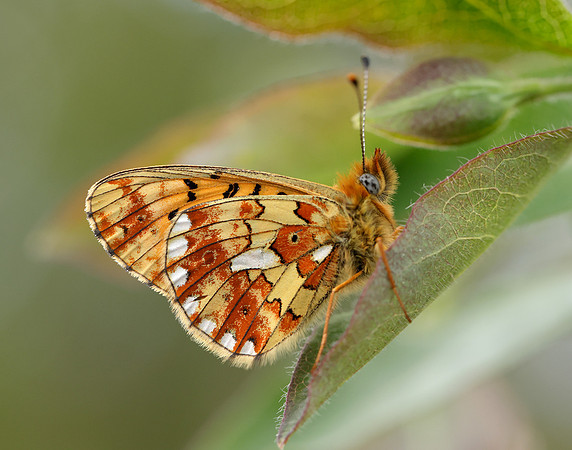 Pearl-Bordered Fritillary Boloria euphrosyne