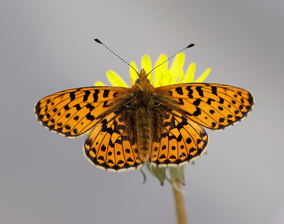 Pearl-Bordered Fritillary Boloria euphrosyne