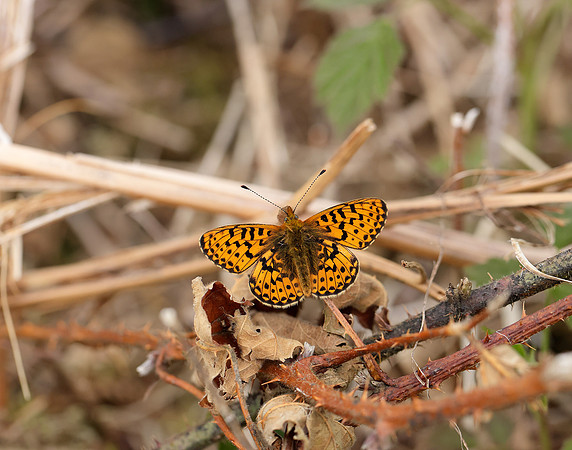 Pearl-Bordered Fritillary Boloria euphrosyne