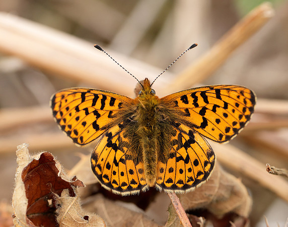 Pearl-Bordered Fritillary Boloria euphrosyne
