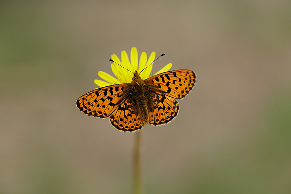 Pearl-Bordered Fritillary Boloria euphrosyne