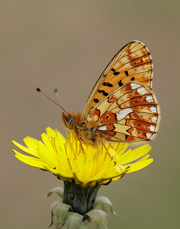 Pearl-Bordered Fritillary Boloria euphrosyne