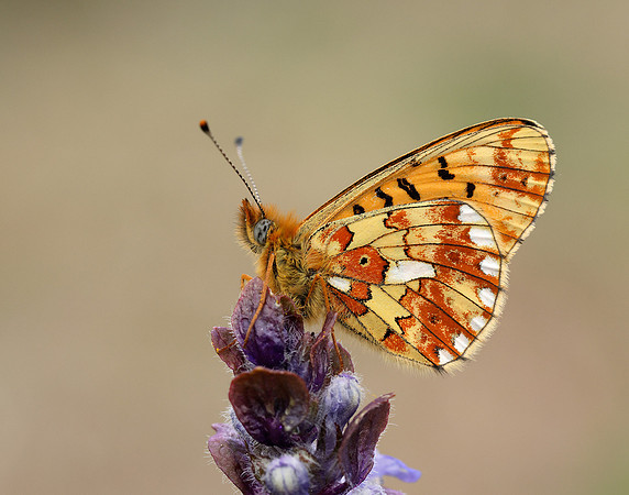 Pearl-Bordered Fritillary Boloria euphrosyne