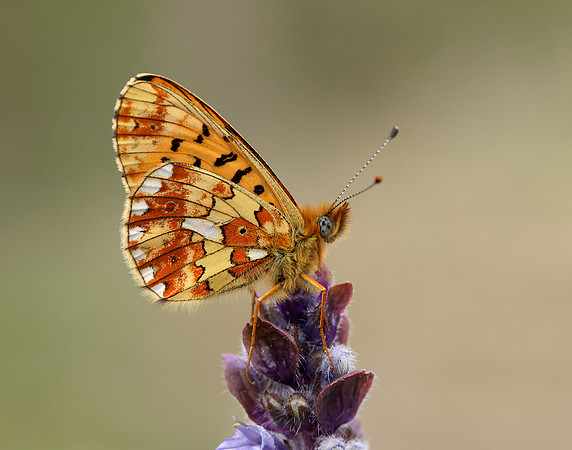 Pearl-Bordered Fritillary Boloria euphrosyne