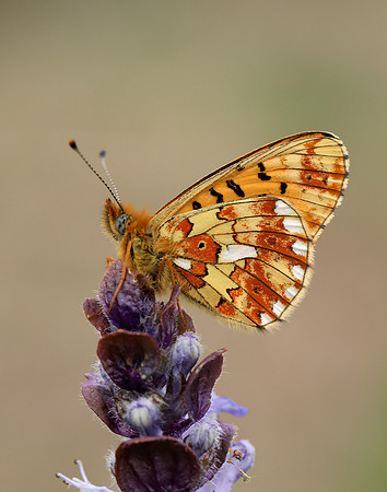 Pearl-Bordered Fritillary Boloria euphrosyne