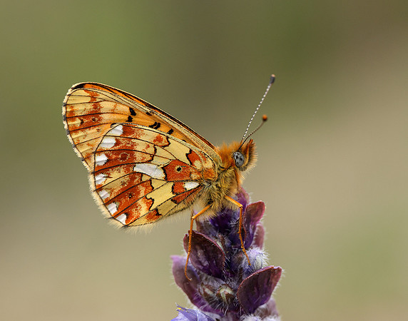 Pearl-Bordered Fritillary Boloria euphrosyne