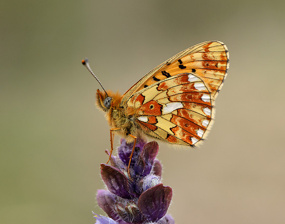 Pearl-Bordered Fritillary Boloria euphrosyne