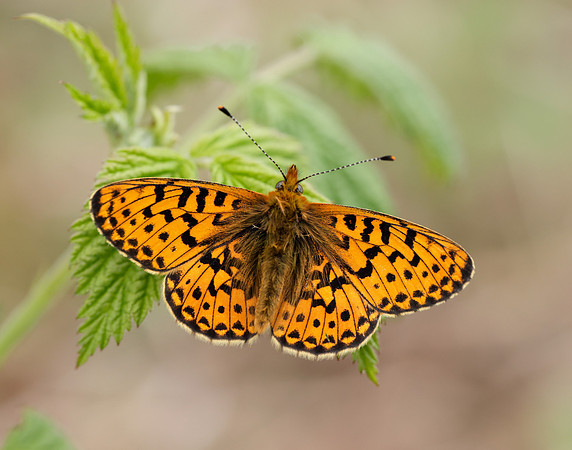 Pearl-Bordered Fritillary Boloria euphrosyne