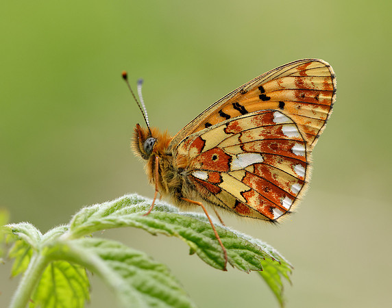 Pearl-Bordered Fritillary Boloria euphrosyne