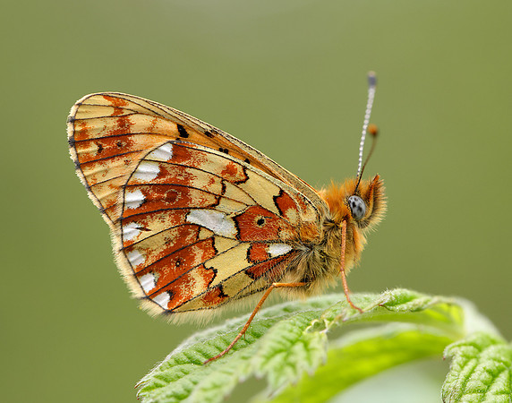 Pearl-Bordered Fritillary Boloria euphrosyne