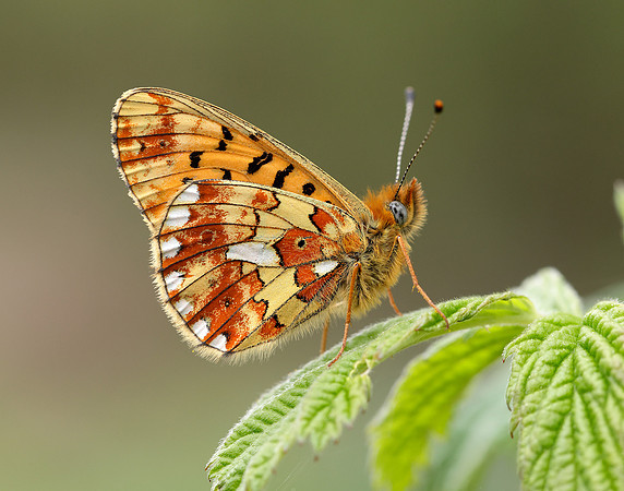 Pearl-Bordered Fritillary Boloria euphrosyne