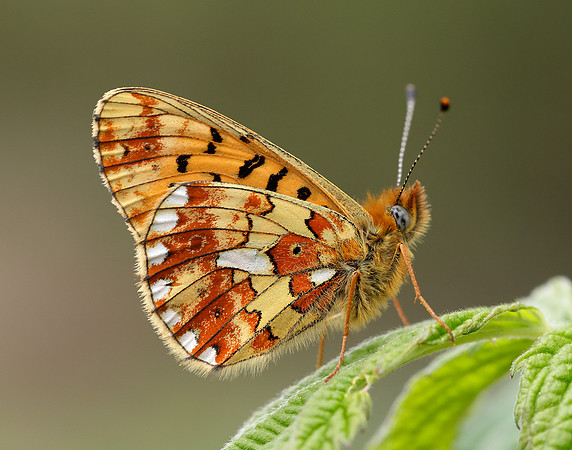 Pearl-Bordered Fritillary Boloria euphrosyne