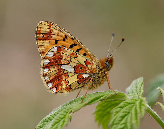 Pearl-Bordered Fritillary Boloria euphrosyne