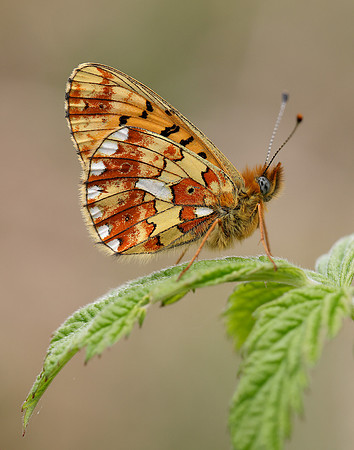 Pearl-Bordered Fritillary Boloria euphrosyne
